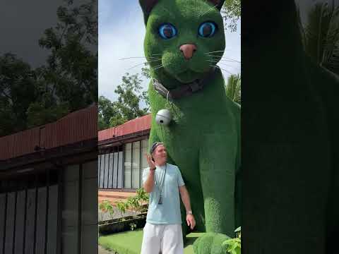 This cat is really alive! ???? #funny #cats #catvideos #tiktok #social #usafunny #catlovers #funpage