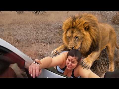 99 Most BRUTAL ANIMAL ATTACKS Caught on Camera