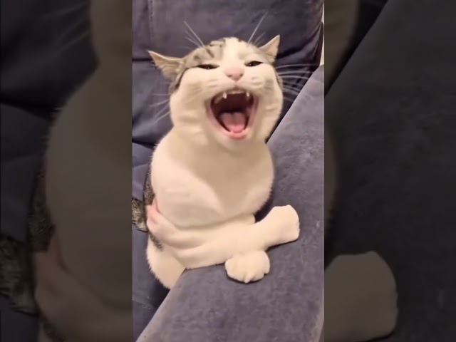 #cat #playingwithcats #funnycats #funnycat #funnycatvideos #reactionvideo #reactionshorts