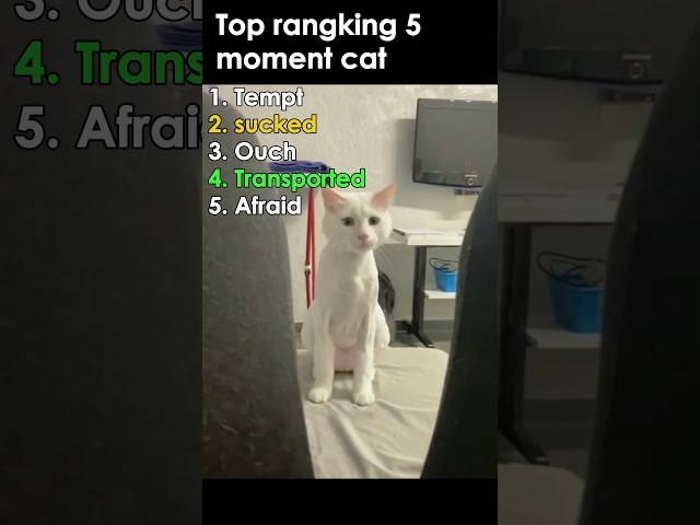 Ranking the Funniest Cat Moments ???? | Funny Cat Videos #shorts