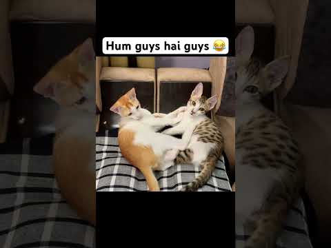 Hum guys h guys???? #cat #funny #catvideos #kitten #viral #funny #cute #viralvideo #viralshort #shorts