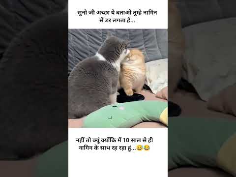 #सुनो जी अच्छा ये बताओ ???????????? #funny #catvideos #shortvideo
