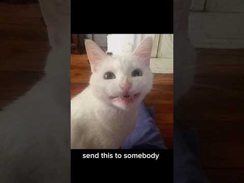 will you tell them?  #cat #catvideos #catshorts #funny #memes #funnycat #fyp #viral #shorts #sub