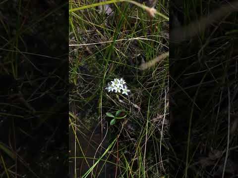 strange lookin flower