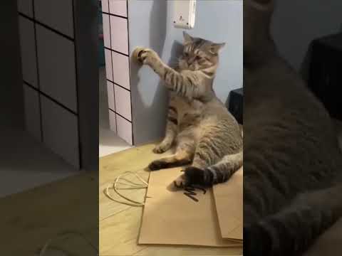Funny Cat Videos 72