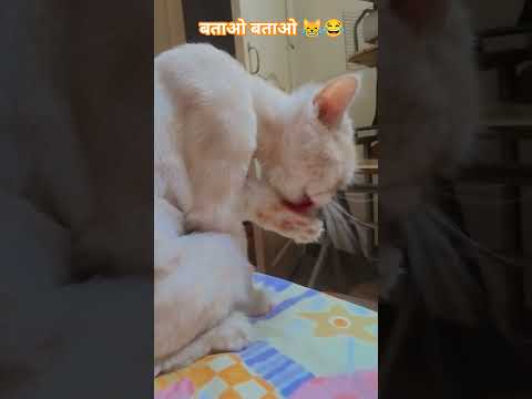 बताओ बताओ ????????#shortvideo #funny #catvideos #catlove #comedy