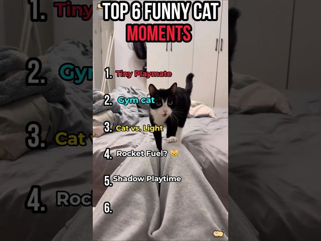 Top 6 Funny Cat Moments #cat #shortscat #catvideos #cats #usa