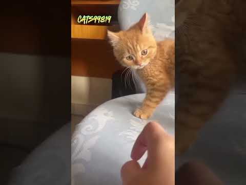 angel cats - funny cat videos collection 2024