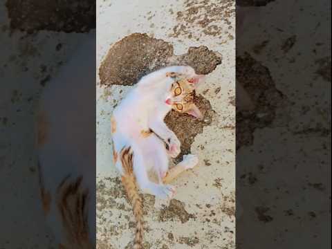 ???? #cat #laugher #catfunny #kitten #funnycatvideos #cute #funny #trending #viral #meow #shorts