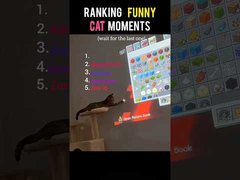 Ranking The Funny Cat Moment (part 4)#shorts