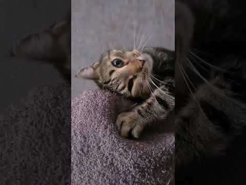 funny cat videos #funny #shorts