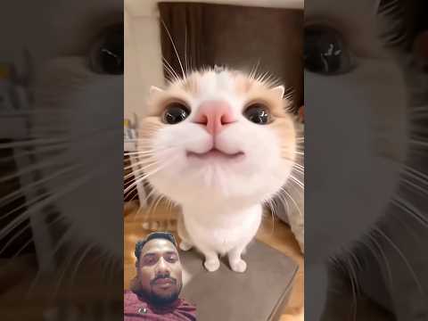 funny cats ????????#cat #cute #pets #funny #trending #viral #shorts #cats #reels #catvideos #youtubeshorts