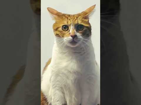 Funny cat compilation #cat #funnycat #pet #fyp #funnycatvideos