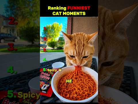 Ranking the funniest cat videos????