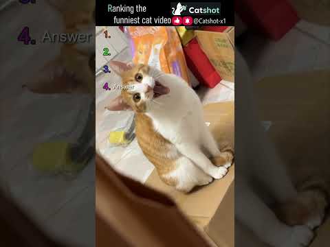 ???? Ranking the Funniest Cat Videos EP.161 #catshot #cat #funny