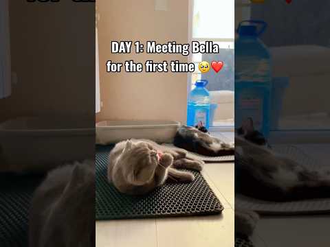 Day1 NewCat vs Resident Cat????#cat #pets #catshorts #pet #cute #funnycatvideos #funny #music #cutecat