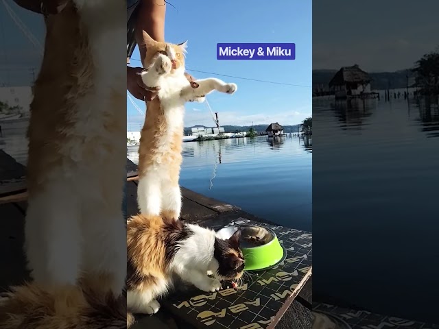 ???????? Beyond The Horizon | 91th videos |???? funny cat videos #cat  #funny #kitten #cutecat#yt