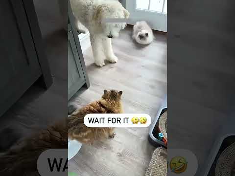 Funny Pets 