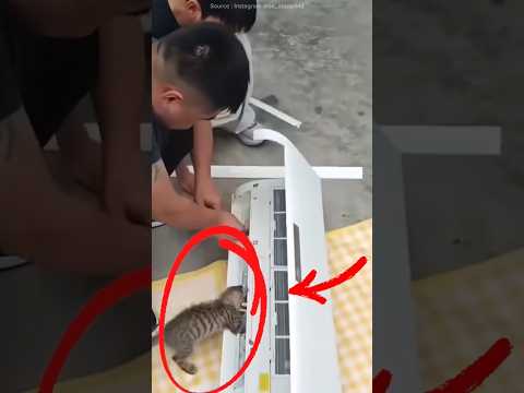 This Cat Suddenly Becomes an Air Conditioning Technician! ????❄️ #funny #cat #airconditioner