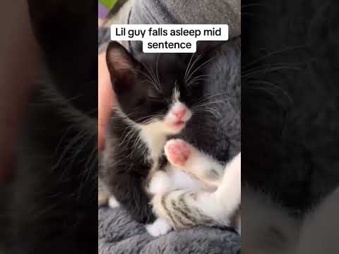 Funny Cat Videos ????