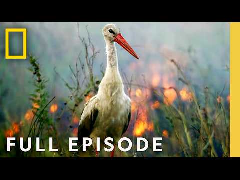 Dark Heart of the Earth (Full Episode) | Hostile Planet Compilation | National Geographic