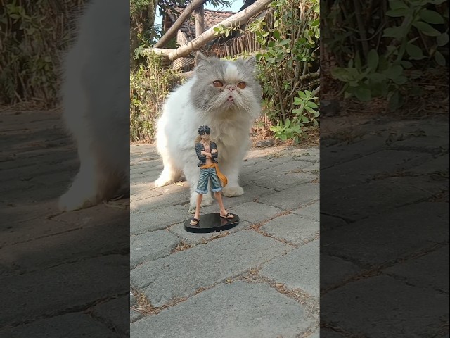 Funny Cat Videos ???? Ming on the Street ????. (3)
