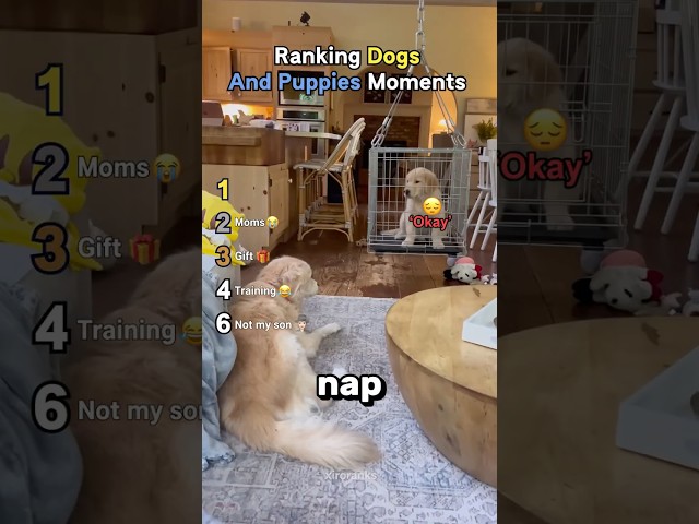 Ranking Dogs And Puppies Moments #usa