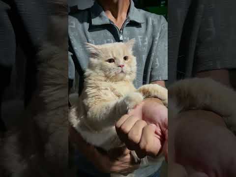 বাহিরে গেলে সবাই শুধু আদর করে ভালো লাগে না। #persiancat #funny #catvideos #pets #viral #ytshorts #fy