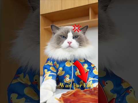 what Happened in the End with this Cat #funny #cat #catvideos #usa #usashorts