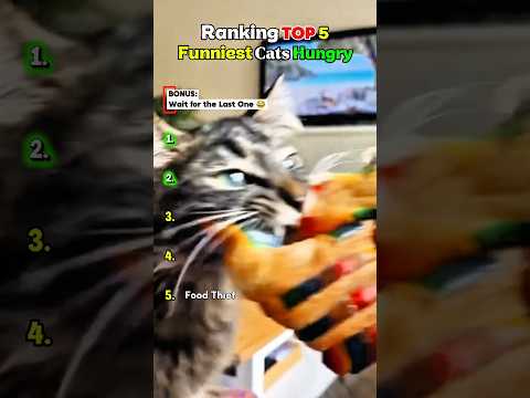 Top 5 Cats When Hunger Takes Over ???? #cat #funny #shorts