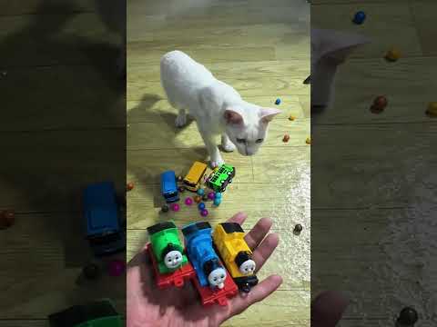 Rainbow ball ????????Funny Cat Reverse Video #catvideos #cat #relievestress #reversevideos #satisfying