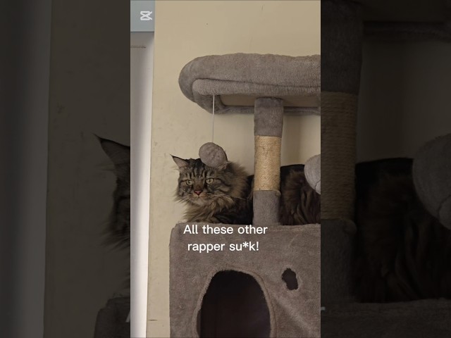 Worst rapper in town! ???? #shorts #cat #funnycats #catmemes #catvideos #cats #catshorts #funnycat #pet