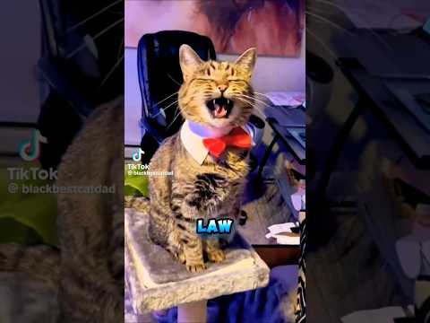Funny Cat Attorney #catfunny #cat #funniestcats #skit #catvideos