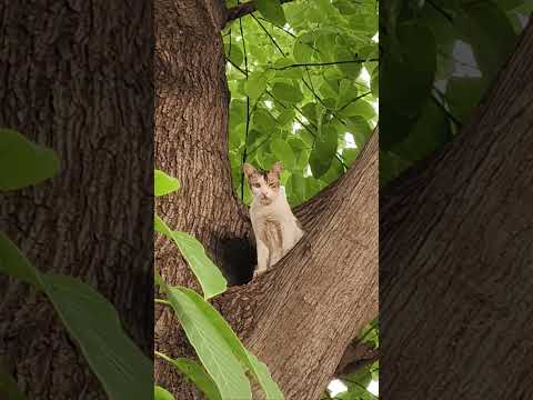 கடவுளுக்கு எழுத படிக்க தெரியாது போல உள்ளது #cat #comedydub #funny #catvideos #funnyscenes #ytshorts