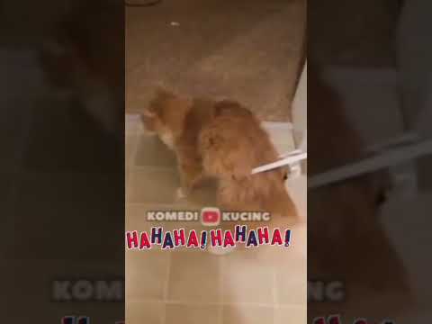 cat funny #shorts