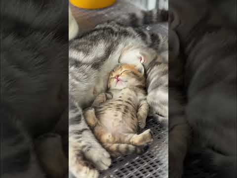 Funny Cat Videos ???? #cat #kitten #funnycats #pets #catvideos