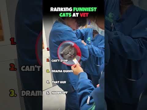 Ranking FUNNIEST CATS At VET ???????? #funnycats #cat #catvideos #vet #pets #animals #catshorts #ranking