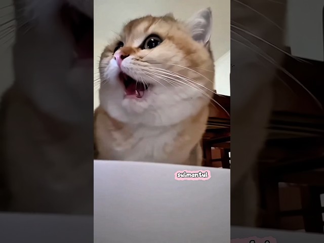 Cute cat dance ???? #reels #cat #catvideos #funnycatvideos #shorts #trendingshorts #ytcat #funny #cute