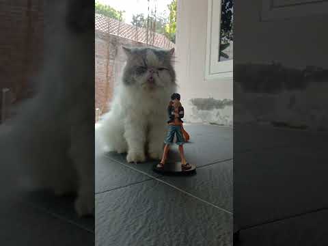 Funny Cat Videos ???? Ming & Luffy in Actions ????
