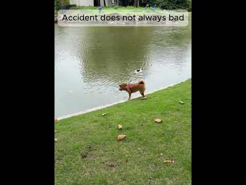 Accidently buddy Funny Animal Videos  #funnyanimalvideos #funny # #cat #dog