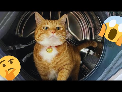 UltimateFunny cat,dog videos2024 funny animals -