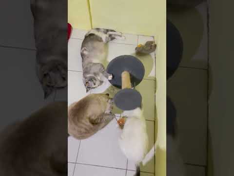 Bermain bersama, asyikknyaaa ???? #funny #cat #catvideos #kucing #kucinglucu #hewanlucu