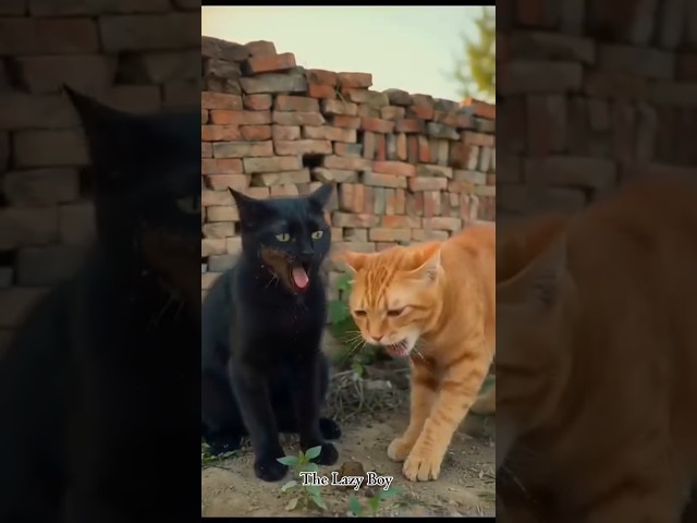 Cat Got Pooped On! ???????? Funniest cat videos! ???? #cat #shorts #youtubeshorts