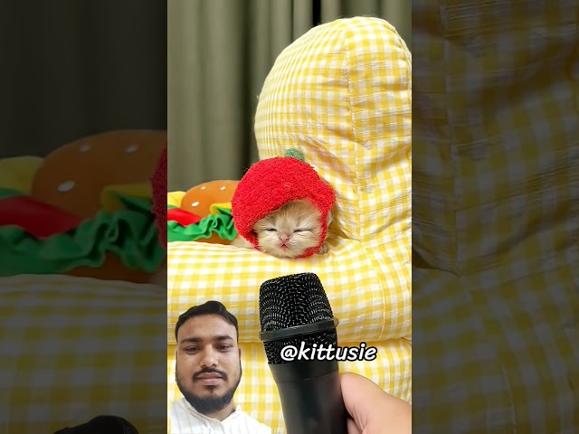 cat kip pocket so funny #cat #catvideos #catshorts #vairalvideo #shortvideo #popular #fyp #fypシ