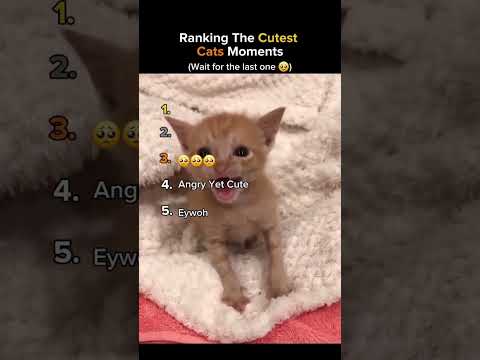 Ranking the funniest cat moments