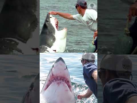 A fisherman saved a shark