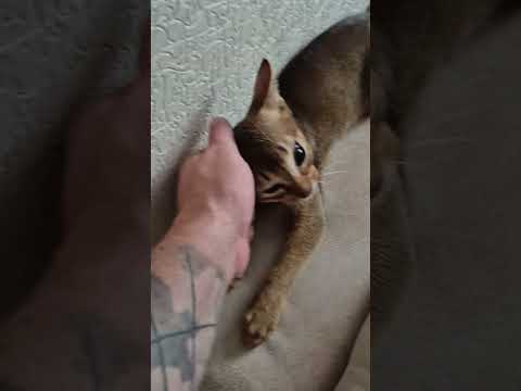 #cat #funny #cats #reels #pets #catvideos #funnycats #kitten