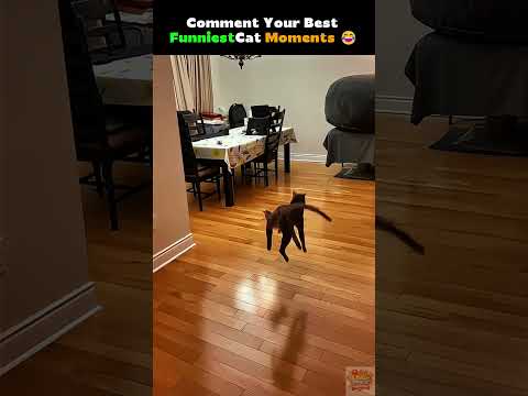 Try Not To Laugh ???? Funny Cat Videos Compilation #shorts