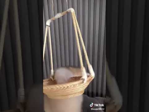 baby cats short cute and funny cat videos