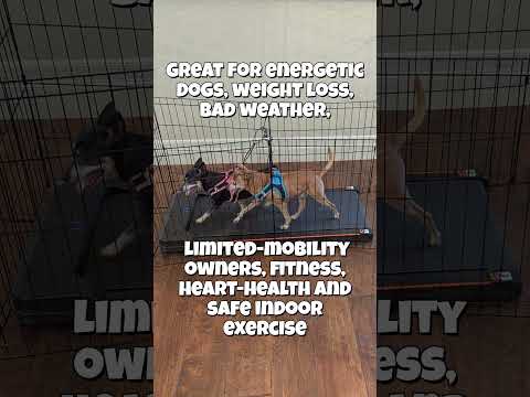 Dog Treadmill - Click Here
